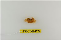 藏品(屏東澤蟹)的圖片
